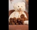 Crvene patuljaste i toy pudle